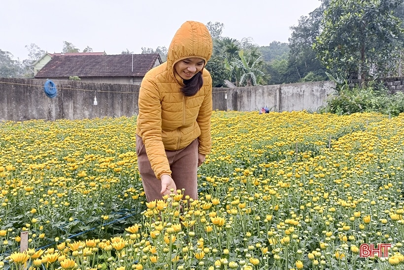 Ngập tràn cúc vàng ở làng hoa Đức Thọ