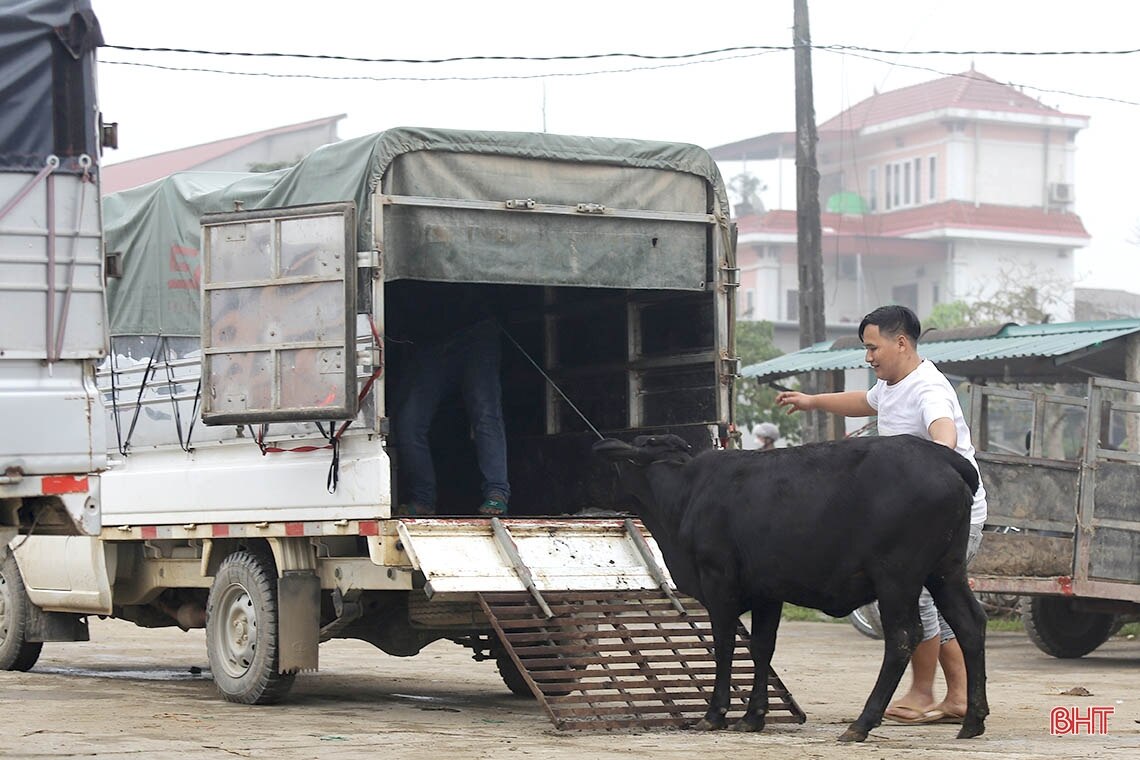 Chợ trâu bò lớn nhất Hà Tĩnh nhộn nhịp dịp cận tết