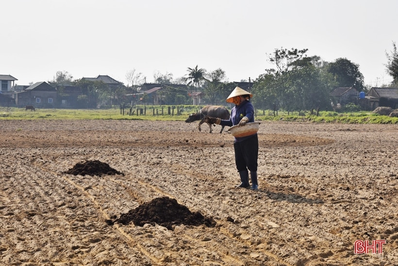 Nông dân Lộc Hà “gác” tết vì mục tiêu 2.468 tấn lạc xuân