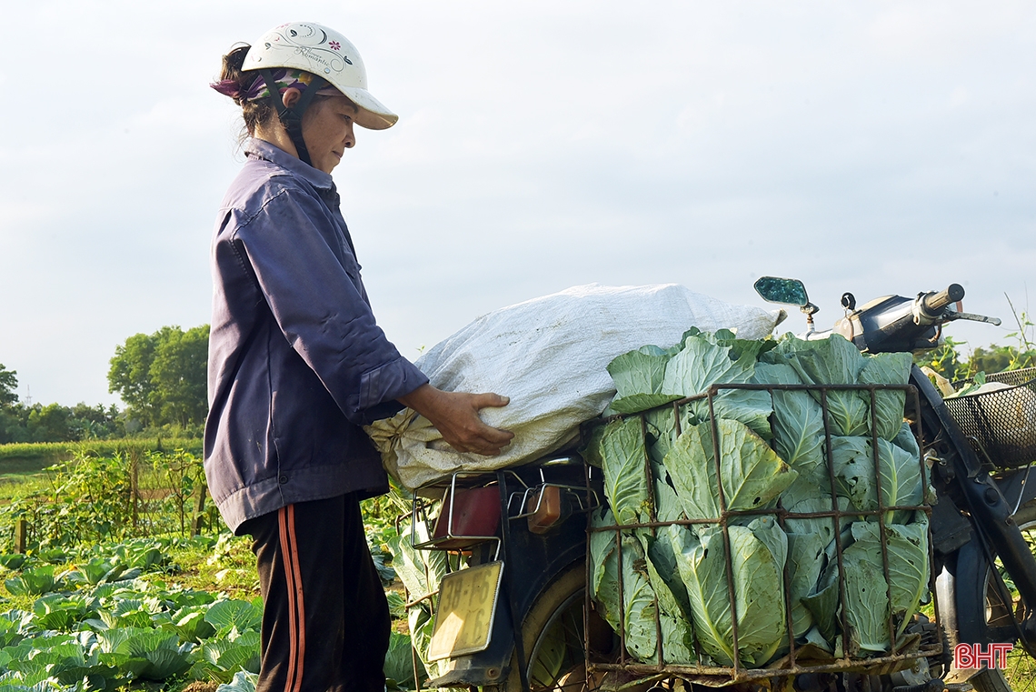 Trồng rau bán tết, nông dân phố núi Hương Khê thu lãi khá