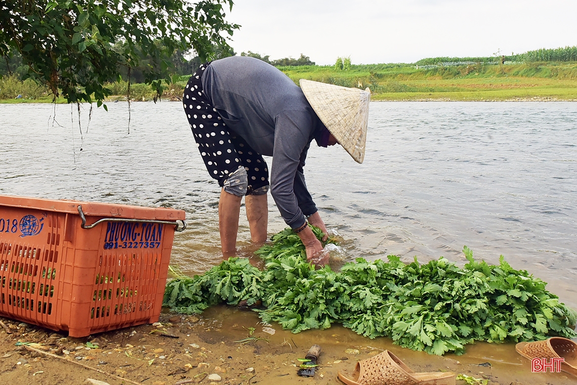 Trồng rau bán tết, nông dân phố núi Hương Khê thu lãi khá