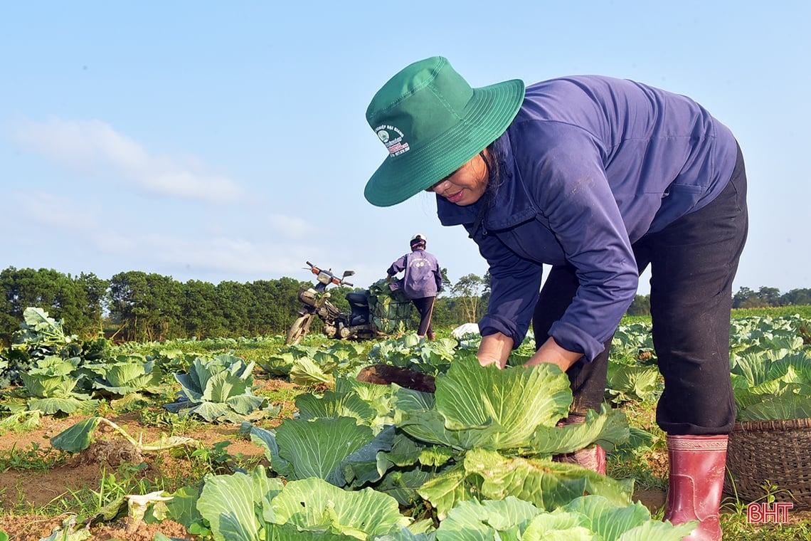 Trồng rau bán tết, nông dân phố núi Hương Khê thu lãi khá