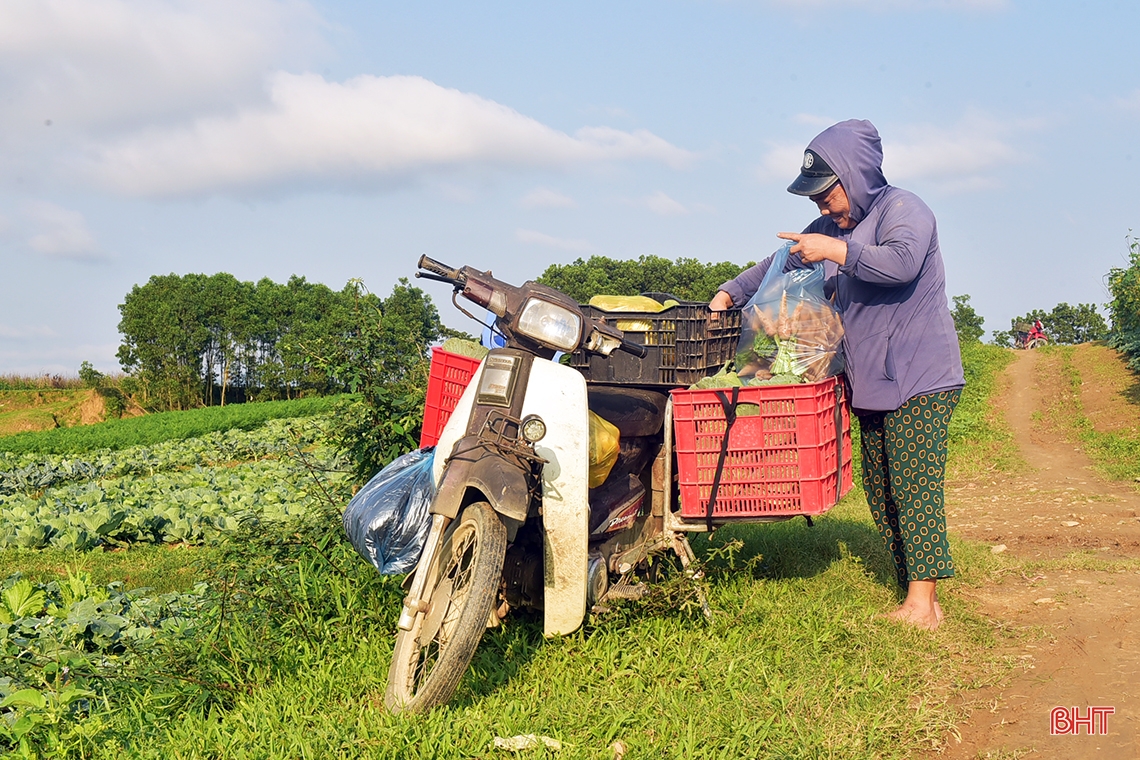 Trồng rau bán tết, nông dân phố núi Hương Khê thu lãi khá