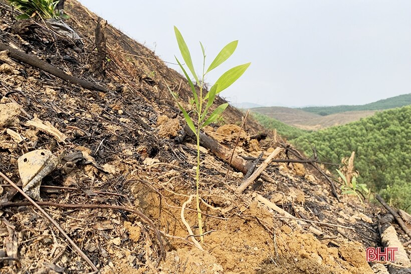 Bám đồi, sớm phủ diện tích trồng keo ở Vũ Quang