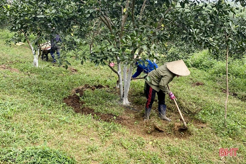 Nông dân Can Lộc chăm sóc cam, bưởi thời kỳ đơm hoa