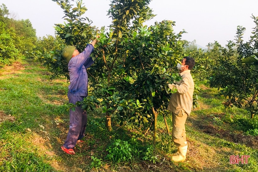 Nông dân Can Lộc chăm sóc cam, bưởi thời kỳ đơm hoa