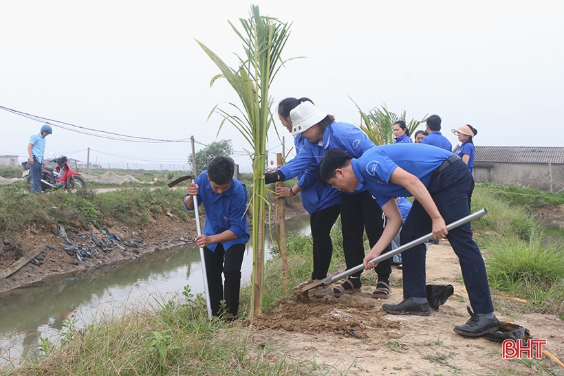 Trồng thêm gần 500 cây dừa xiêm tại khu sinh thái Đồng Ghè