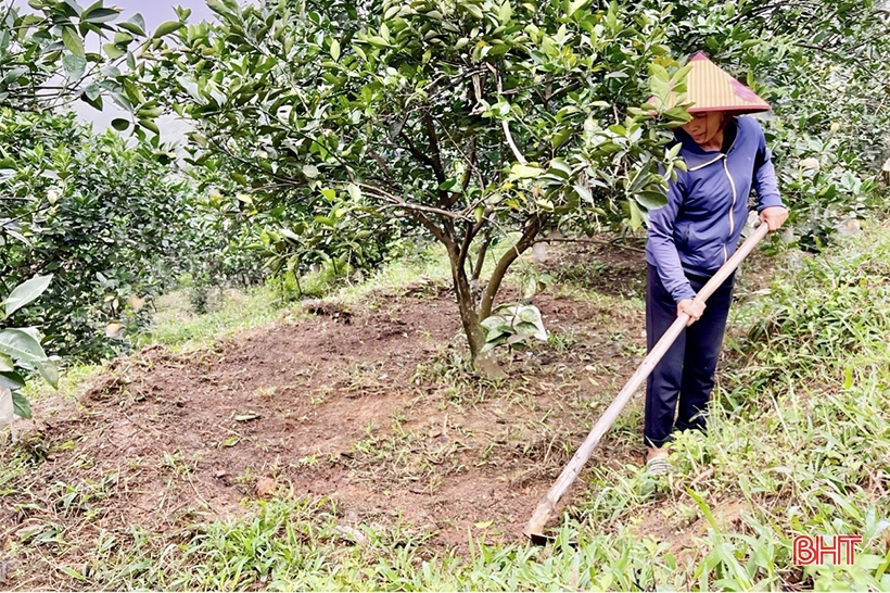 Khởi động vụ cam mới trên vườn đồi Vũ Quang