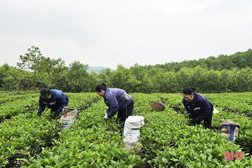 Người trồng chè bắt đầu vụ thu hoạch quan trọng nhất năm