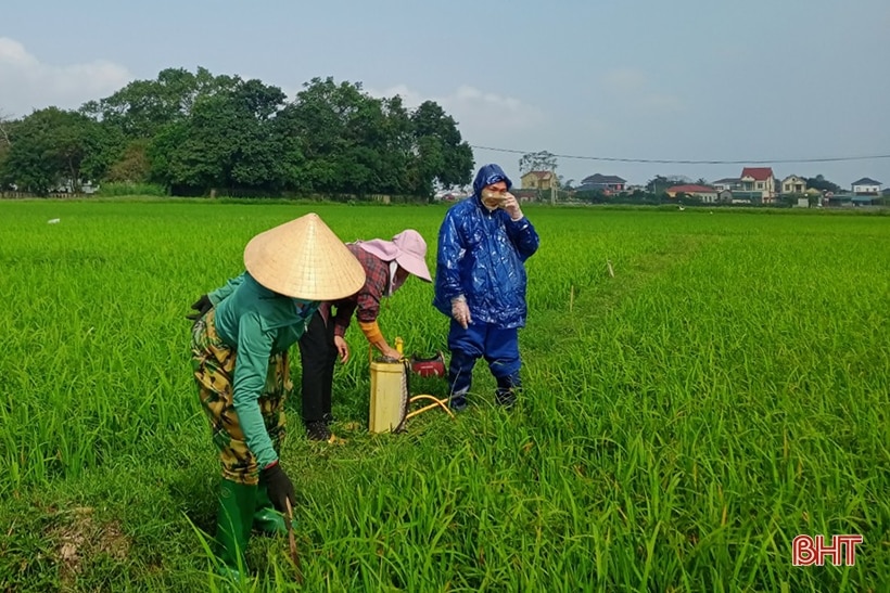 Bệnh đạo ôn lá “xuất quân”, Nghi Xuân khẩn trương phòng trừ