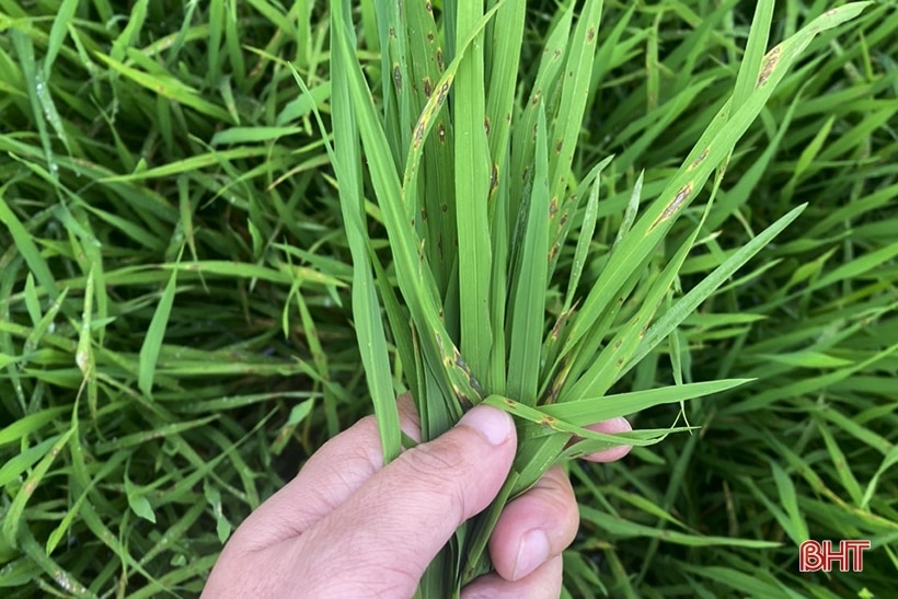 Bệnh đạo ôn lá “xuất quân”, Nghi Xuân khẩn trương phòng trừ