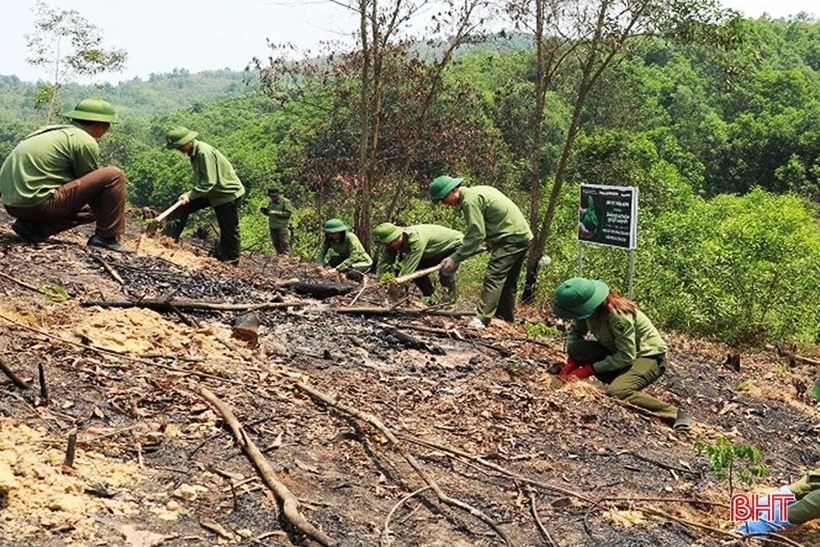 Hà Tĩnh “khởi động” mục tiêu trồng 8.600 ha rừng tập trung