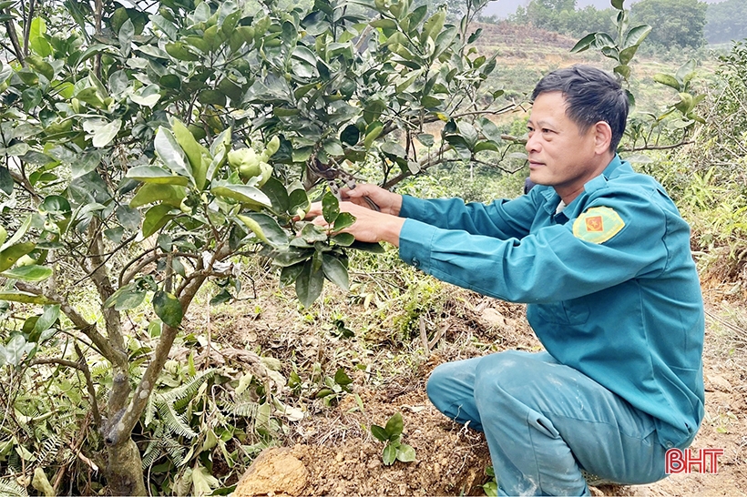 Khởi động vụ cam mới trên vườn đồi Vũ Quang