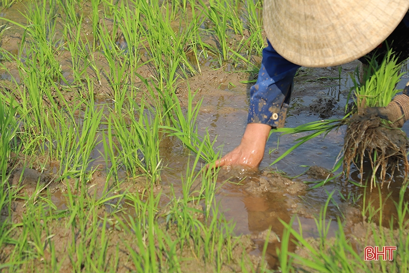 Nông dân Hà Tĩnh nhanh tay tỉa dặm, bón thúc lúa xuân đợt 1