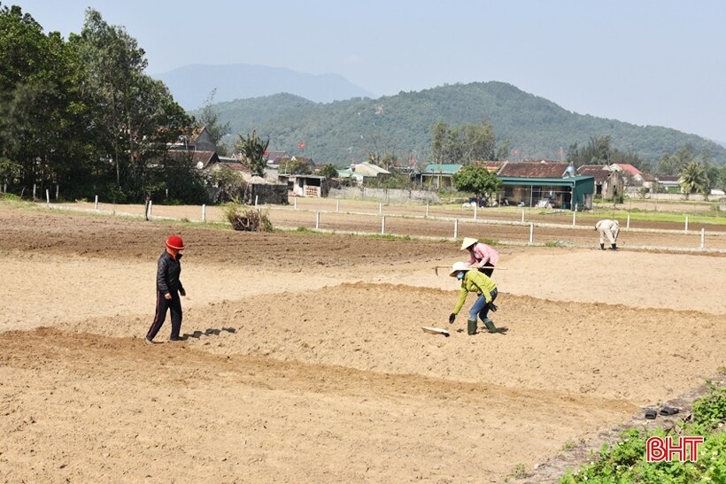 Phấn đấu hoàn thành gieo trỉa lạc xuân trong tháng 2