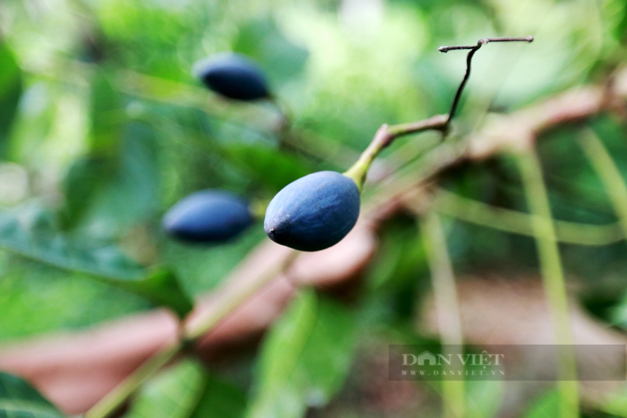 Nông dân miền núi Hà Tĩnh thất thu vì “vàng đen” mất mùa chưa từng có - Ảnh 5.