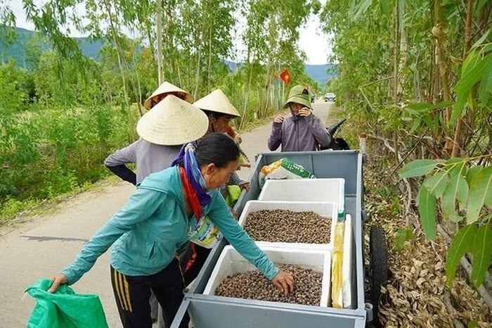 Thương lái vào tận chân núi Hoành Sơn Quan để thu mua sin với giá 25.000 đồng/1kg