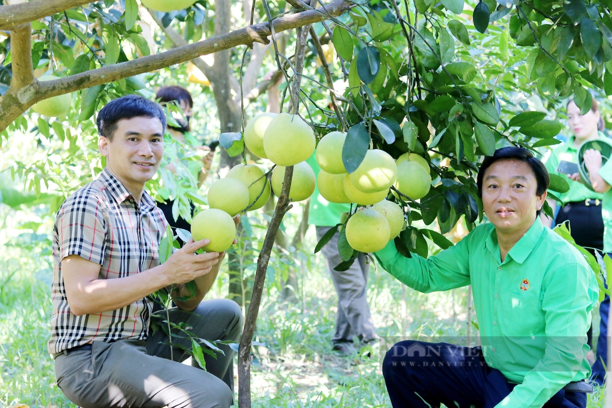 Huyện miền núi Hương Khê (Hà Tĩnh) ước tính thu về khoảng 600 tỷ đồng từ bưởi Phúc Trạch - Ảnh 2.