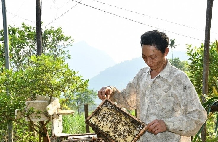 Nuôi ong lấy mật giúp gia đình ông Đinh Minh Tương, thôn Đặng Hóa, xã Hóa Sơn, huyện Minh Hóa có thu nhập ổn định.