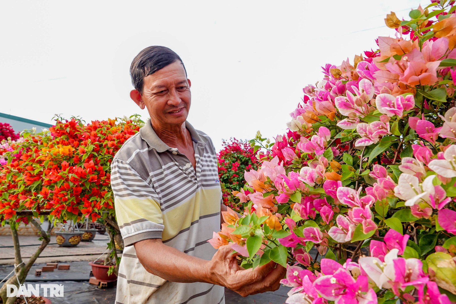 Ngắm hai cây dù khổng lồ làm từ hoa giấy của lão nông miền Tây - 3