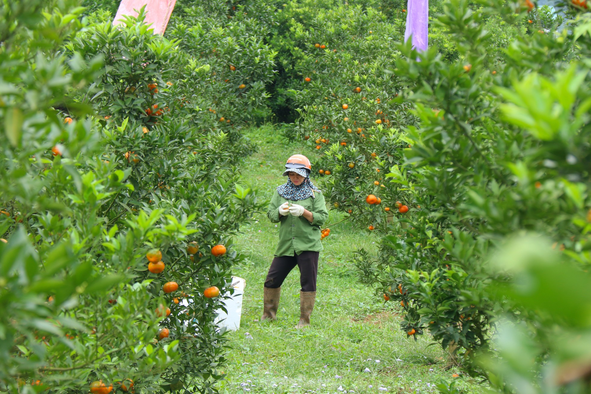 Thủ phủ cam Cao Phong được mùa, được giá nhờ tái canh ảnh 8