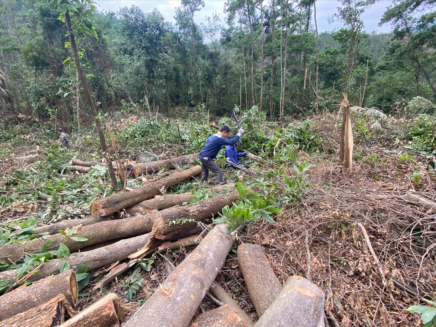 Công nhân đang khai thác những cây gỗ bị bão làm gãy, đổ la liệt