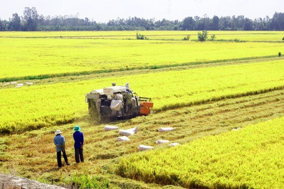 Đáp ứng đủ nhu cầu lúa gạo trong nước và xuất khẩu  ảnh 2