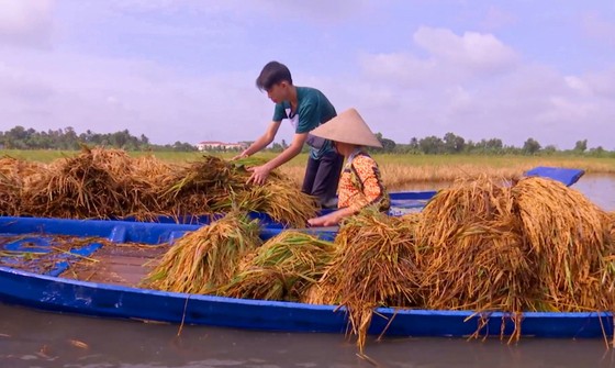 ĐBSCL: Tổng lực giúp nông dân thu hoạch lúa, giảm thiệt hại ảnh 6