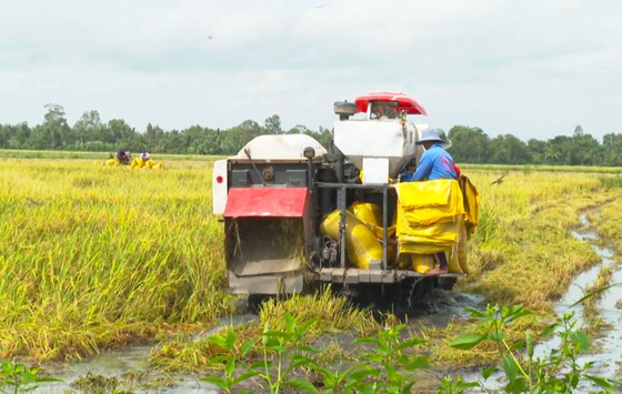 ĐBSCL: Tổng lực giúp nông dân thu hoạch lúa, giảm thiệt hại ảnh 2