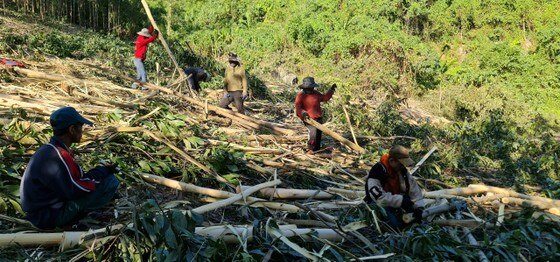 Quảng Bình: Đồng bào Vân Kiều đội nắng mưu sinh từ cây keo ảnh 2