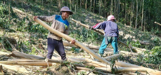 Quảng Bình: Đồng bào Vân Kiều đội nắng mưu sinh từ cây keo ảnh 3