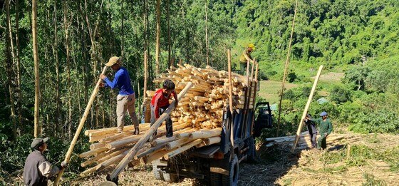 Quảng Bình: Đồng bào Vân Kiều đội nắng mưu sinh từ cây keo ảnh 5