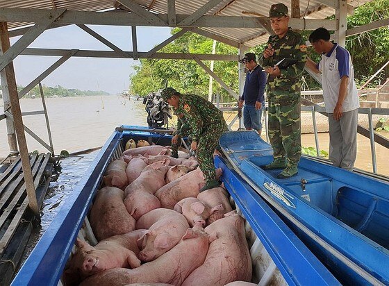 Ngăn chặn các trường hợp buôn bán, vận chuyển trái phép heo qua biên giới ảnh 1