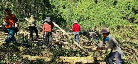 Quảng Bình: Đồng bào Vân Kiều đội nắng mưu sinh từ cây keo ảnh 1