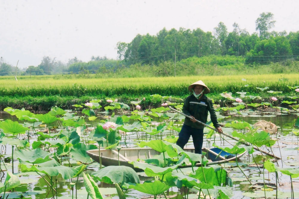 bách diệp