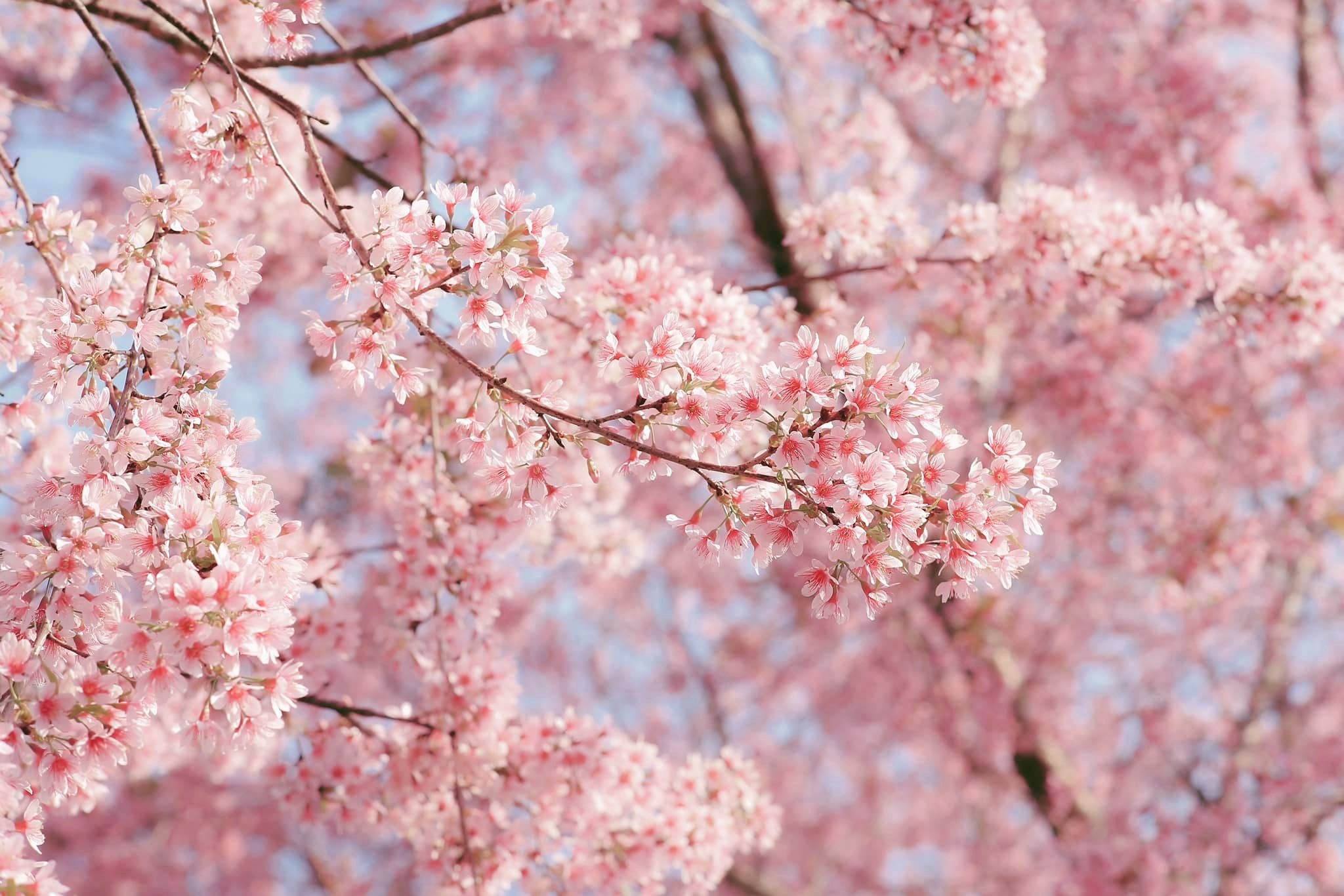 May be an image of stone-fruit tree and flower