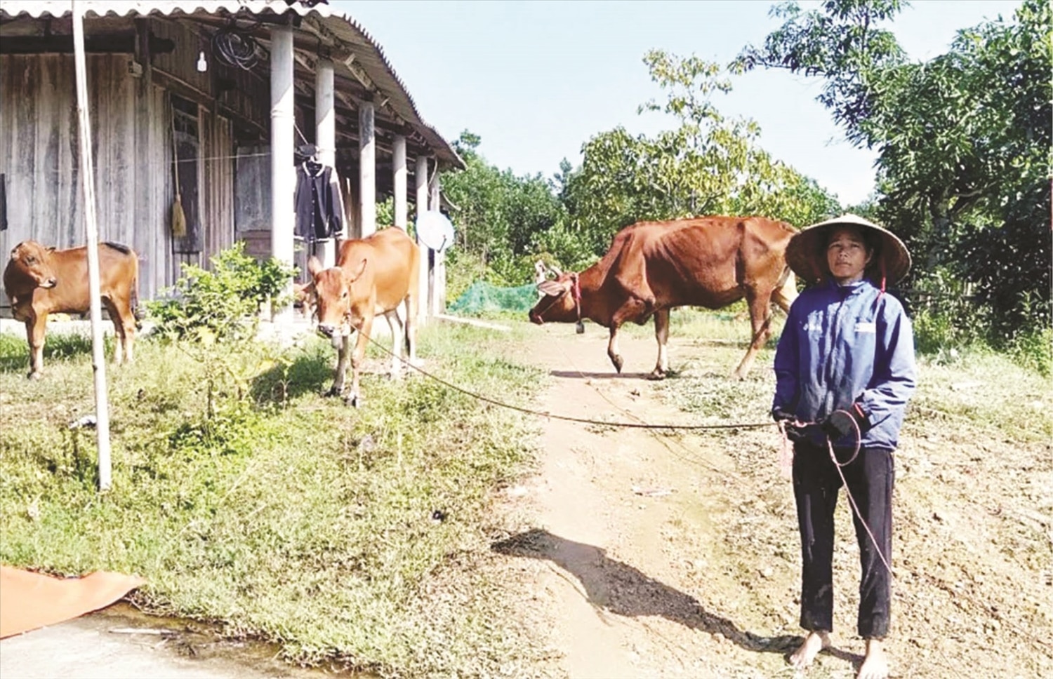 Mô hình sinh kế nuôi bò vàng của chị Hồ Thị Nga, xã Trung Sơn, huyện A Lưới đã phát huy huy hiệu quả trong việc xóa đói giảm nghèo