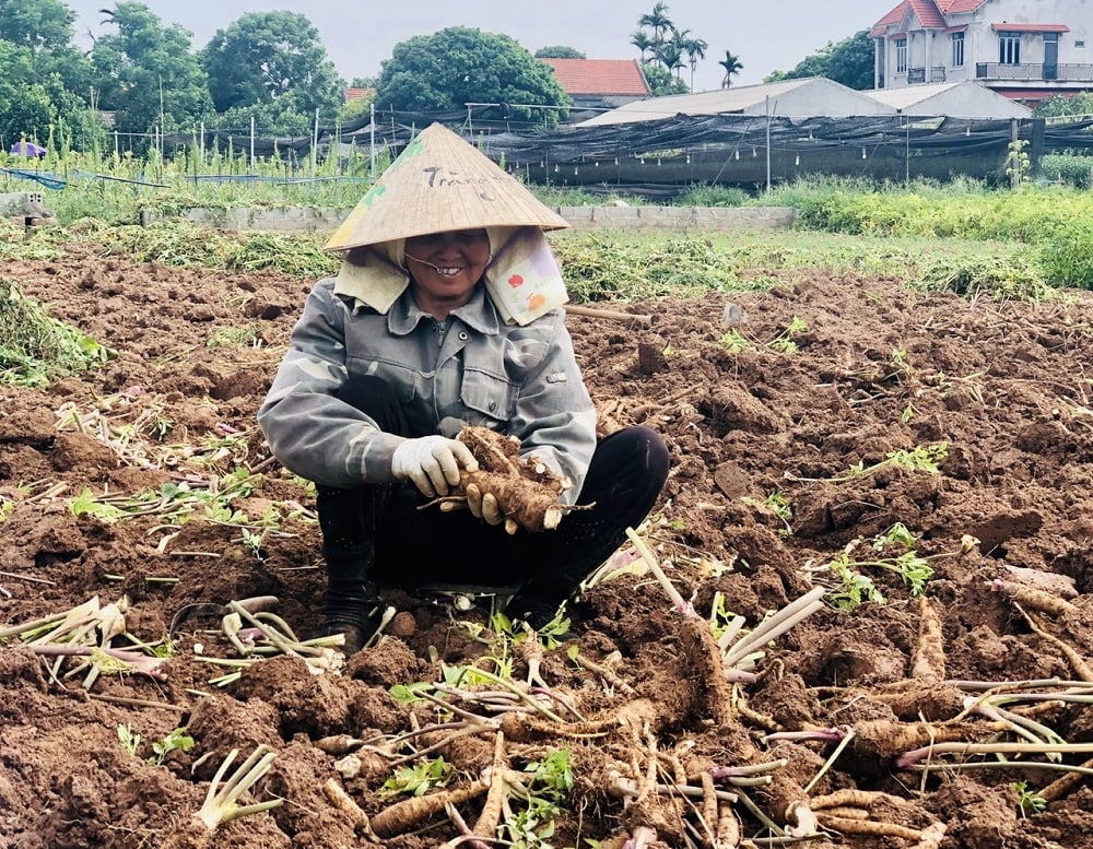 Nông dân thôn Thụy Dương, xã Thụy Lôi thu hoạch bạch chỉ