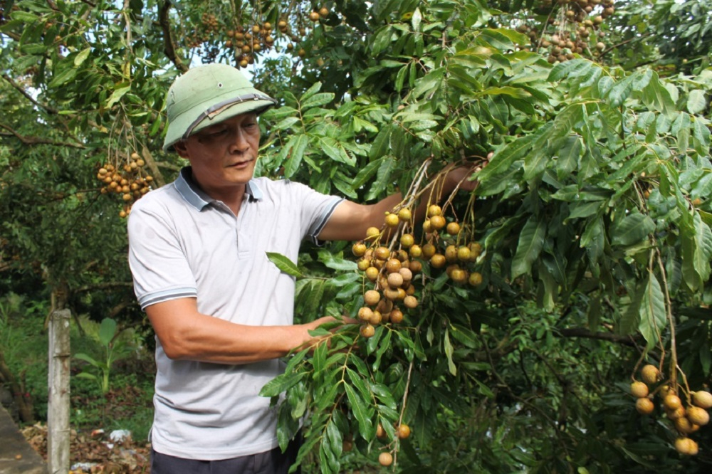 Sản xuất nhãn cùi vân tại Hợp tác xã nhãn cùi vân HL1, HL2 xã Hạ Lễ