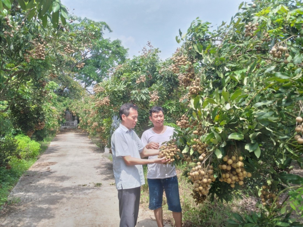 Giống nhãn ngon, chất lượng được nhiều nhà vườn tại thành phố Hưng Yên mở rộng diện tích