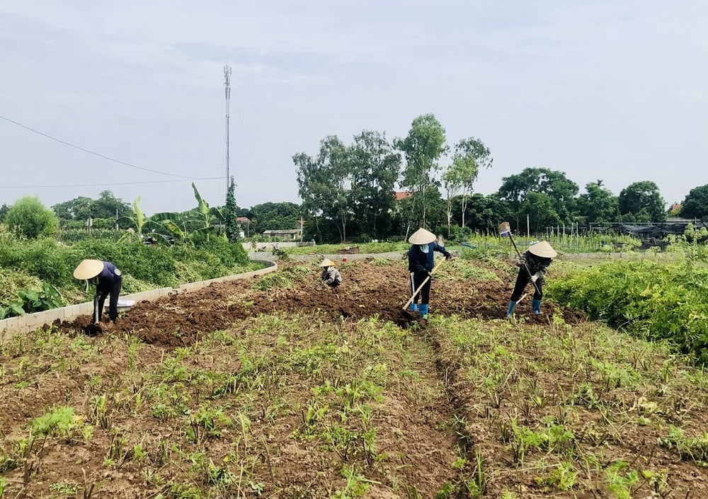 Nông dân xã Thụy Lôi thu hoạch bạch chỉ