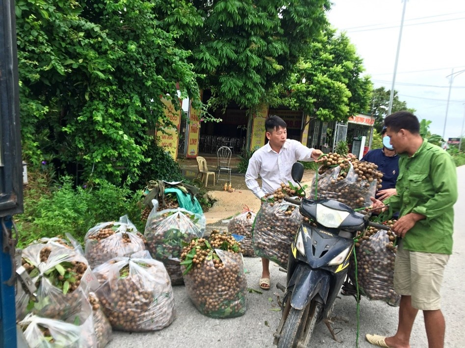  Thương lái trong và ngoài tỉnh tập trung tại các nhà vườn để thu mua nhãn.