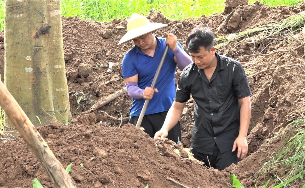 Người dân xã Tân Tiến (Văn Giang) di chuyển cây cối, hoa màu phục vụ giải phóng mặt bằng