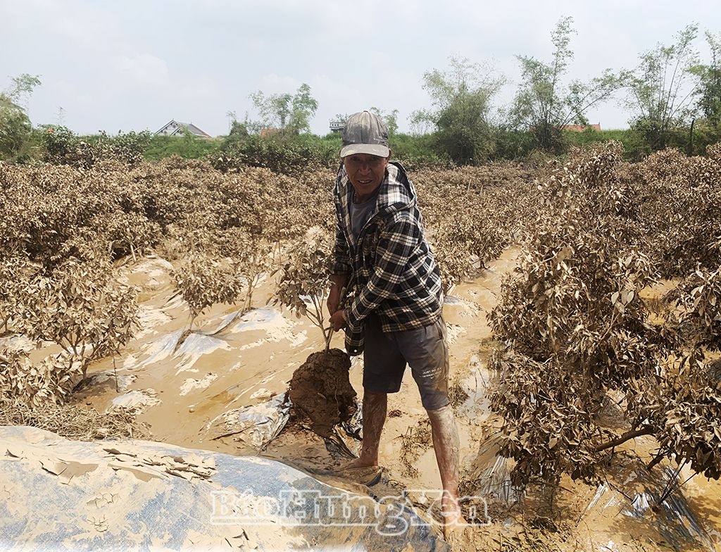 Trên 1 mẫu trồng quất cảnh của gia đình ông Bùi Văn Thật ở thônPhù Thượng, xã Thắng Lợi (Văn Giang) bị thiệt hại sau lũ