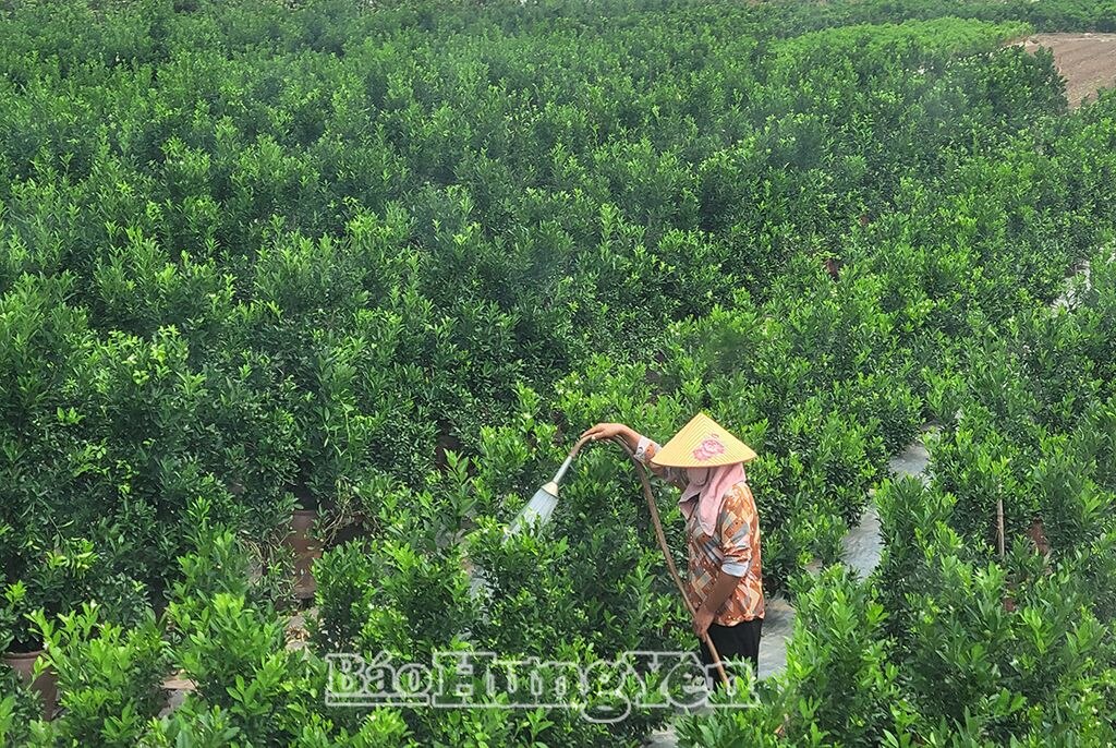 Nông dân xã Liên Nghĩa (Văn Giang) chăm sóc cây quất cảnh sau bão lũ. Ảnh chụp ngày 20/9