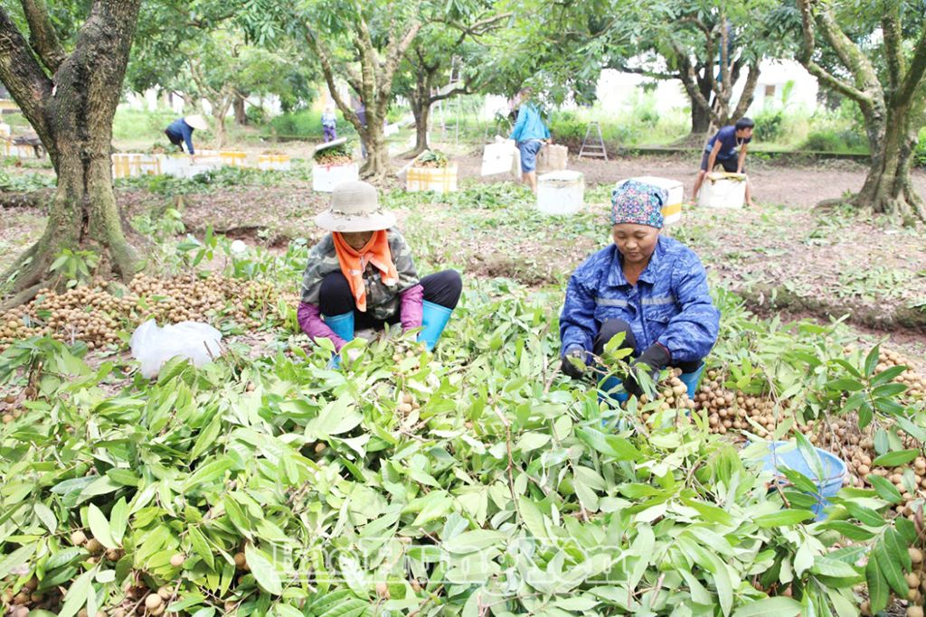  Nông dân huyện Khoái Châu khẩn trương thu hoạch nhãn trà muộn nhằm hạn chế ảnh hưởng của mưa bão