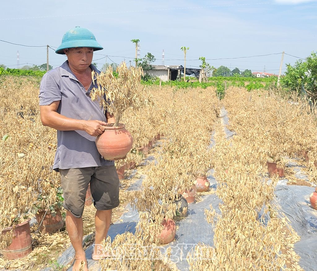 Ông Thiều Quang Bẩy ở xã Thắng Lợi (Văn Giang) thẫn thờ nhìn toàn bộ vườn cây ăn quả của gia đình bị thiệt hại