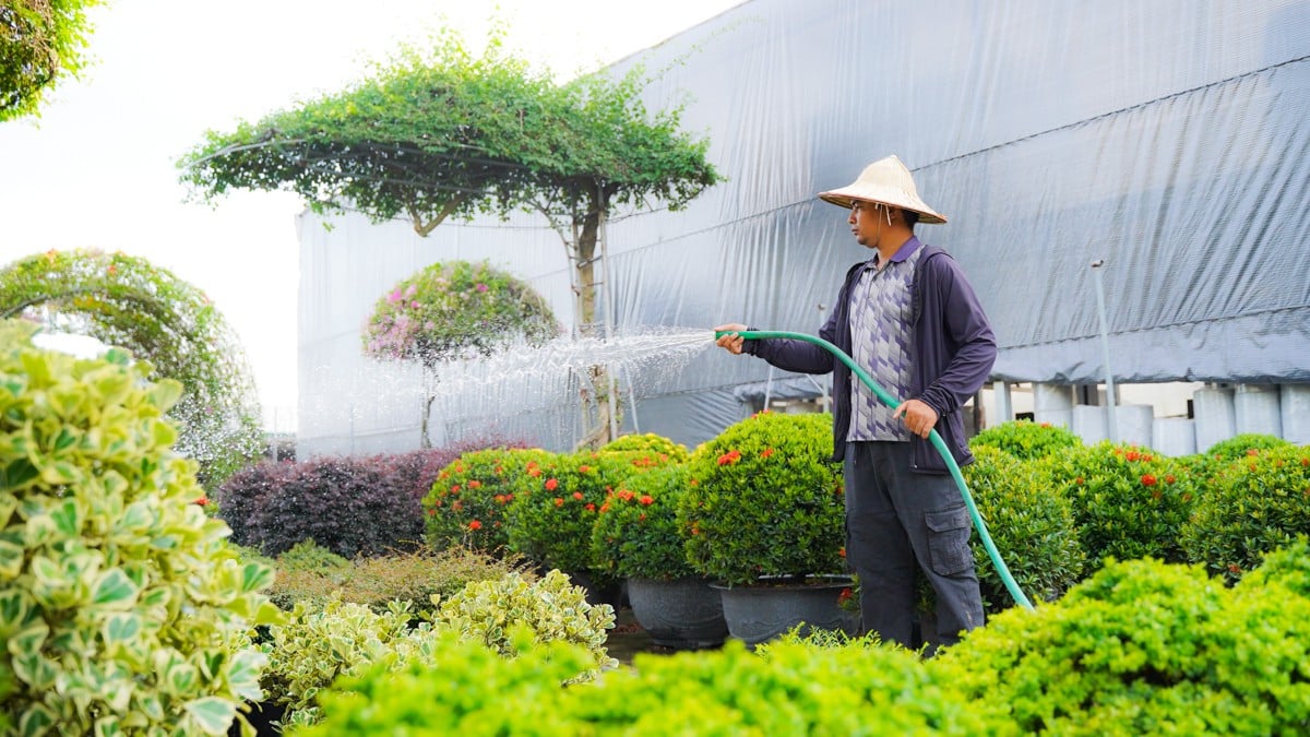 Làng cây cảnh lớn nhất miền Bắc 'làm lại từ đầu' sau bão số 3 ảnh 15