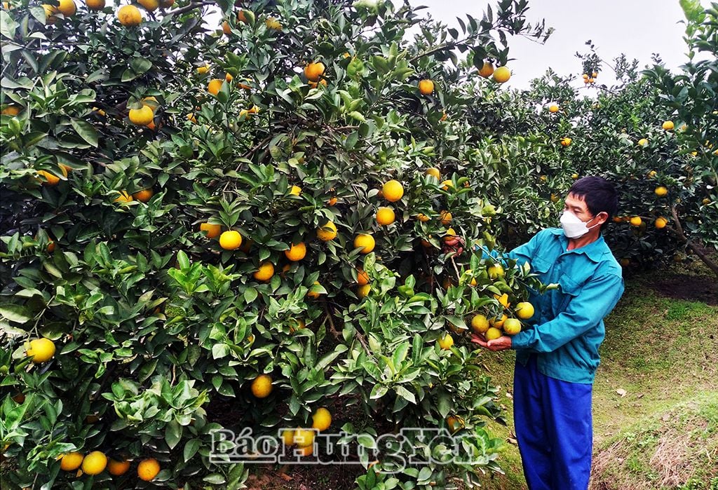 Nông dân huyện Phù Cừ mở rộng diện tích trồng cam theo tiêu chuẩn VietGAP