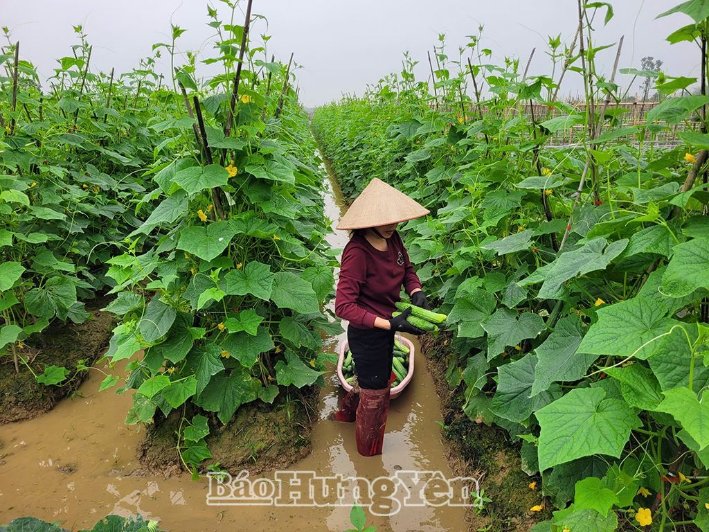 Sản phẩm dưa chuột quả tươi của hộ gia đình bà Nguyễn Thị Nga, xã Quang Hưng (Phù Cừ) đề nghị công nhận sản phẩm OCOP hạng 3 sao